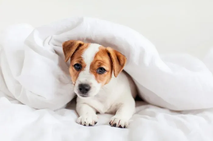 Welcome pet for your pet